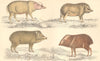 PIGS. Babirussa; Chinese Hog; White-lipped; Collared. GOLDSMITH. 1870 print