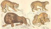 BIG CATS. Tiger; Puma; African Lion; Lioness & Cubs. GOLDSMITH. 1870 print