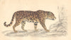 CATS. Jaguar (female) . GOLDSMITH. Hand coloured 1870 antique print