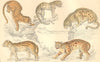 CATS. Leopard; Neuwied Cat; Clouded Tiger; Ocelot; Sumatra. GOLDSMITH. 1870