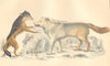 WOLVES. Cape Jackall; American Grey Wolf. GOLDSMITH. Hand coloured 1870 print