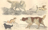 DOGS. Old English Setter; Cocker; King Charles; Comforter. GOLDSMITH. 1870