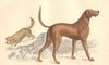 DOGS. Skye Terrier; Blood Hound. GOLDSMITH. Hand coloured 1870 print