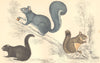 SQUIRRELS. American Black Squirrel. Chickaree; Grey. GOLDSMITH. 1870 print