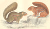 SQUIRRELS.Fire-footed Squirrel;Hottentot Squirrel.GOLDSMITH.Hand coloured 1870