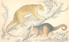 MAMMALS. Rapouna Couscoos; Cook's Couscoos. GOLDSMITH. Hand coloured 1870