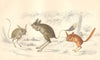 JERBOA. Ass-eared; Broad-tailed; Flat-GOLDSMITH. 1870 antique print
