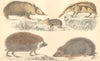 HEDGEHOGS. Silky tenrec; Half-Spined; Prickly Tendrac; White-fronted; Cmn 1870