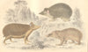 HEDGEHOGS. Swarthy Tendrac; Long-eared Hedgehog; Armed Tenrec. GOLDSMITH. 1870