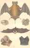 BATS. Cayenne Bat; Notch-eared; Slender; Rufous. GOLDSMITH. 1870 print