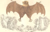 BATS. Tonga Rousette. GOLDSMITH. Hand coloured 1870 antique print picture