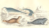 SEALS. Common Seal; Fetid Seal. GOLDSMITH. Hand coloured 1870 print