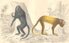 HOWLER MONKEYS.Royal Howler;Golden-tailed Howler.GOLDSMITH.Hand coloured 1870