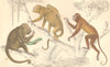 HOWLER MONKEYS. Black, female & young; Male; Ursine. GOLDSMITH. 1870 print
