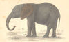 ELEPHANTS. African Elephant (young) . GOLDSMITH. Hand coloured 1870 print