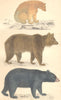 BEARS. Black Bear of America; Brown Europe; Polar. GOLDSMITH. 1870 print