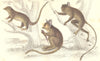 PRIMATES. Little Galago; Podje Tarsier; Senegal. GOLDSMITH. 1870 print