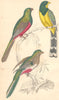 BIRDS. Reinwardt's Couroucoui; flower; (female) . GOLDSMITH. 1870 print