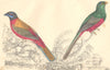 BIRDS. Duvancel's Trogon; Narina Trogon. GOLDSMITH. Hand coloured 1870 print