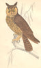 BIRDS. Long-eared Owl. GOLDSMITH. Hand coloured 1870 antique print picture
