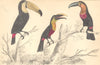 TOUCANS. Toco Toucan; Tocard; Blue-billed. GOLDSMITH. 1870 antique print