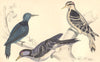 WOODPECKERS. Black-breasted; Hairy; Red-cockaded Woodpecker. GOLDSMITH. 1870