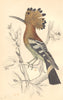 BIRDS. Common Hoopoe. GOLDSMITH. Hand coloured 1870 antique print picture