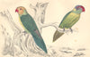 PARRAKEETS. Slender Parrakeet; Iris Parrakeet. GOLDSMITH. Hand coloured 1870