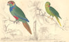 PARRAKEETS. Tiriba Parrakeet; Coquette (female) . GOLDSMITH. 1870 print