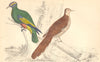 PIGEONS.Purple-crowned Pigeon;Red-collared Pigeon.GOLDSMITH.Hand coloured 1870