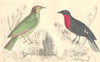 BIRDS.Araponga Summer Bird(female);Red-breasted fruite crow.GOLDSMITH. 1870