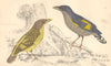 EURYLAIMES. Horsfield's Eurylaime (male) ; (female) . GOLDSMITH. 1870 print
