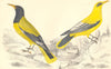 ORIOLES.Black-headed Oriole;Black-cheeked Oriole.GOLDSMITH.Hand coloured 1870