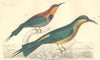BEE-EATERS. Red-Winged; Blue-headed Beeeater. GOLDSMITH. Hand coloured 1870