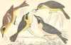WARBLERS. Maryland Yellow-throat; Kentucky Warbler. GOLDSMITH. 1870 print