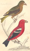 CROSSBILLS. American Crossbill (male) . White-winged. GOLDSMITH. 1870 print