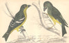 CROSSBILLS. White-winged Crossbill (female) ; American. GOLDSMITH. 1870 print