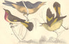 GNAT-CATCHERS. Selby's Yellow-tailed Gnat-Catcher. GOLDSMITH. Hand coloured 1870