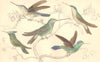 HUMMINGBIRDS.Azure-crowned;White-striped;Temminck's;Blue-fronted.GOLDSMITH. 1870