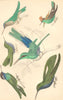 HUMMINGBIRDS.White-eared;Crested;Sapphirine;Mango;Violet-;Tufted-necked 1870