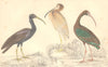 IBIS. Papillated Ibis; White; Metallic Ibis. GOLDSMITH. Hand coloured 1870
