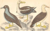 ALBATROSSES. Cmn; Sooty; Black-eyed Albatross. GOLDSMITH. Hand coloured 1870