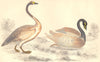 SWANS. Bewick's Swan; Black-necked Swan. GOLDSMITH. Hand coloured 1870 print