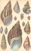 GEOLOGY. Acute Agate Shell; Variegated; Wentle Trap; Zebra; Fiery; Chestnut 1870