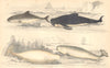WHALES. Cmn Porpoise; Ca'ing Whale; White; Narwhal sea Unicorn. GOLDSMITH. 1870