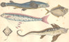 FISH.Anableps Surinamensis;Zeus Insidiator;Gymnetrus Hawkenii;Raja;Chimaera 1870