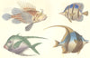 FISH.Scorpena Antennata;Chaetodon Rostratus;Pimelepterus Bosquii;Cornutus 1870