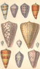 MOLLUSCS.Bridal Cone;Hebrew;Ornamented;Marbled;Jasper;Music;Matchless 1870