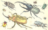 BEETLES.Huge;Hercules;Shining;Macleay's Prodigal;Elephant;Fiery;Clubbed 1870