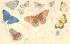 BUTTERFLIES.Royal Butterfly;Azure,Mazarine-blue;Silver streak;Nicippe;Merry 1870